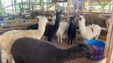 Alpaca