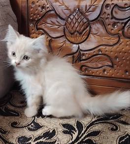 Domestic Long Hair