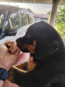 Pure Rottweiler