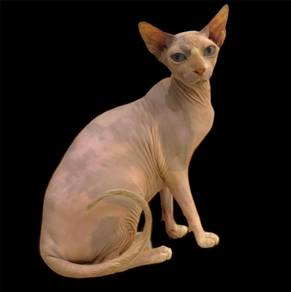 Sphynx Female