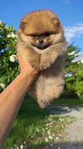 Pomeranian puppy