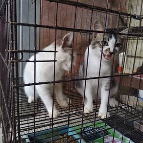 anak kucing