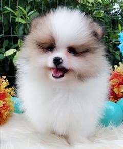 Pomeranian