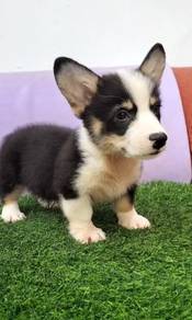 Corgi tri and red color mka puppies