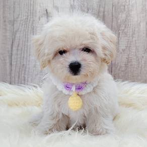 Maltipoo