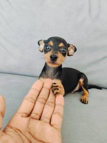 Mini Pincher 