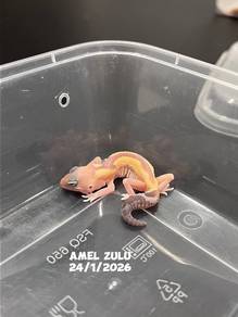 african fat tail gecko (amel zulu morph)