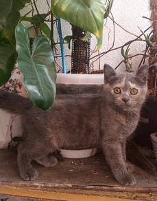 British Shorthair Betina