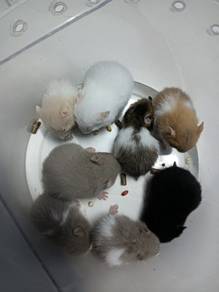 hamster syrian 