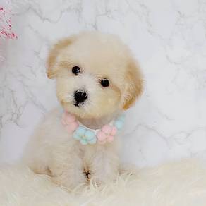 Poodle
