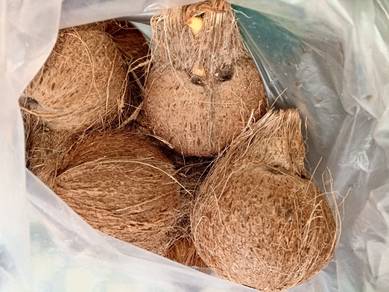 kelapa tua untuk dibuat santan