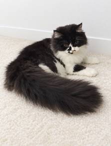 Persian 