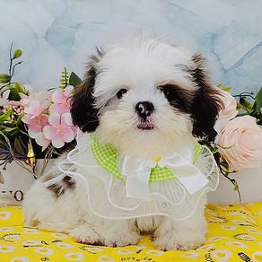 Shih Tzu