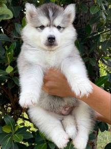 FLUFFY 🌻209 HUSKY WOOLY PUPPIES Boy~Girl