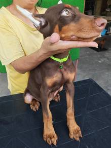 Male Doberman Puppy Big Bone MKA 3108D