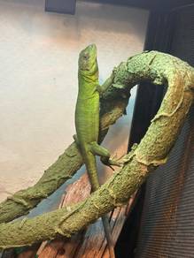 Iguana 