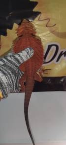 Bearded Dragon 