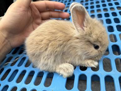 Baby Rabbit