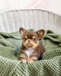 Adorable Chihuahua Puppies Available 