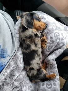 HHHH-4000 Mini Dachshund long haired Merle Tan