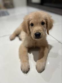 Golden Retriever Puppy