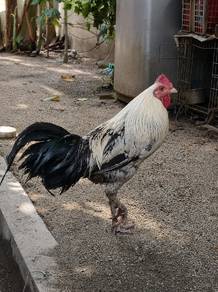 AYAM ARAB MATANG DAH BESAr