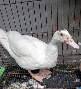 duck