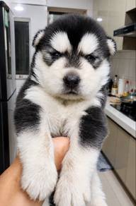 Super Big Size Alaskan Husky （ Blueeye）