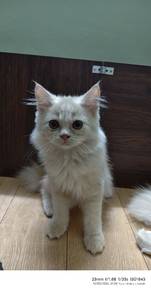 Kucing Parsi Untuk DiJual