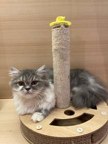 British long hair cat for sale