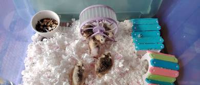 hamster Whiteface robo