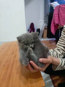Bsh kitten