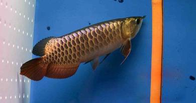 Malaysia golden blue base 8 inch -wholesale price