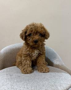 Toy poodle 