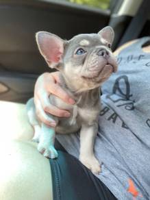 GQQ51 French Bulldog lilac tan haired puppy