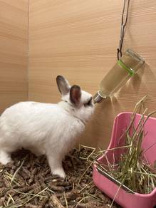 Netherland Dwarf for sale