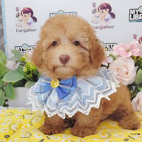 Toy Poodle