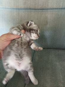 The Grey Tabby ASH kittens 
