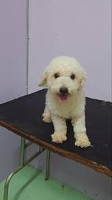 Toy poodle (male)