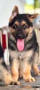 German Shepherd 