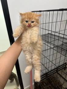 persian kitten