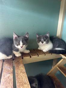 kitten bsh bicolour munchkin
