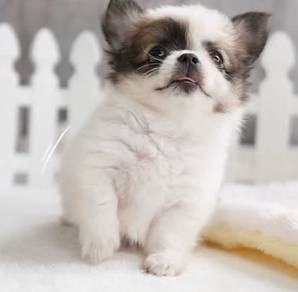CHIHUAHUA PUPPIES VIP61🌷Head Apple Bonnie Dog Boy