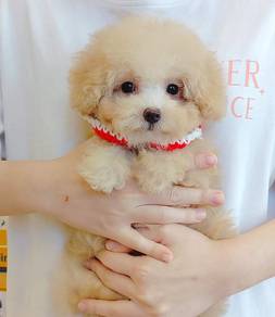 Poodle