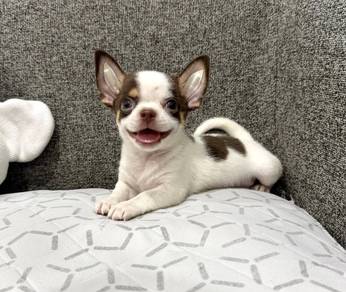 CHIHUAHUA PUPPIES 142🌷Head Apple Bonnie Dog