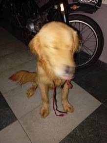 golden retriever 