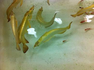 Golden crossback 7 inch -wholesale price