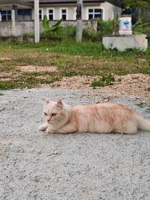 Kucing Munchkin 