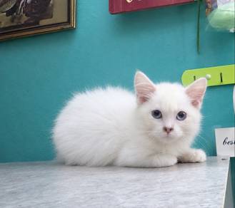 Scottish mix parsi kitten