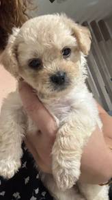 poodle 